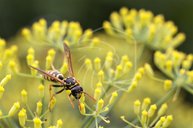 2208-MERLIN-Feldwespe-Bild2017